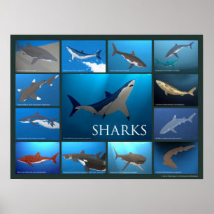 Shark Species Poster