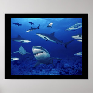 Sharks Poster