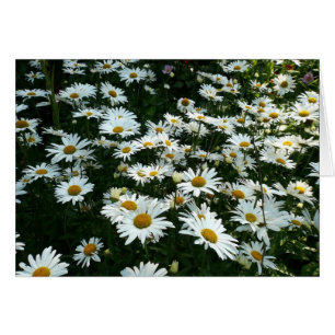 Shasta Daisies