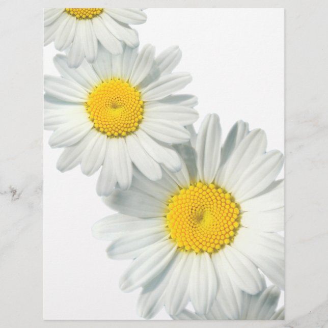 Shasta Daisies (Devant)