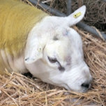 SHEEP<br><div class="desc">Un design photographique d'un magnifique mouton Texel.</div>