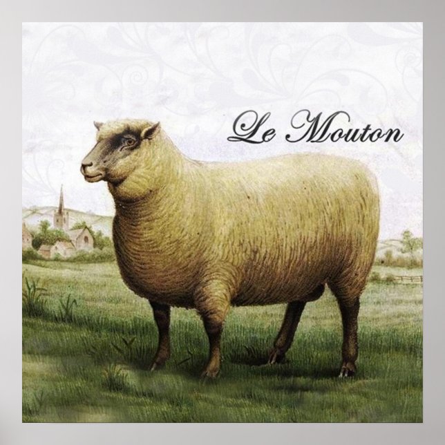 Sheep Poster (Devant)