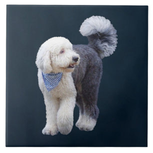 Sheepadoodle avec écharpe à carreaux bleus