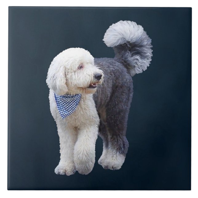 Sheepadoodle avec écharpe à carreaux bleus (Devant)