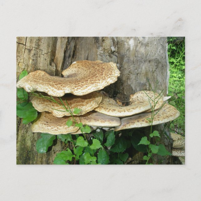 Shelf Fungus sur carte postale Stump (Devant)
