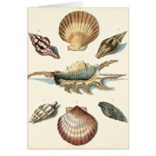 Shell de fantaisie échouent