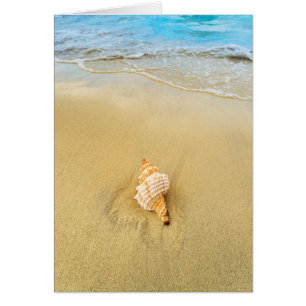 Shell Sur La Plage   Jamaïque
