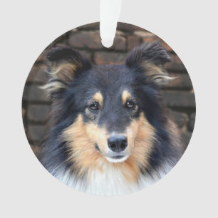 Sheltie tricolore font face