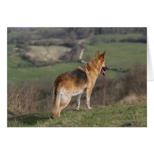 Shephard allemand regardant la colline