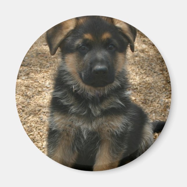 Shepherd Puppy Magnet (Devant)