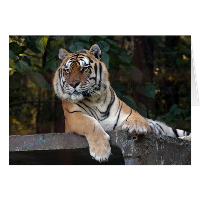 Shere-Khan-b-8 (Devant horizontal)