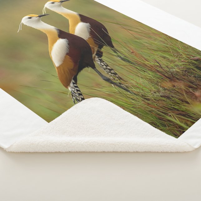 Sherpa Couverture de l'oiseau Jacana africain (3/4)
