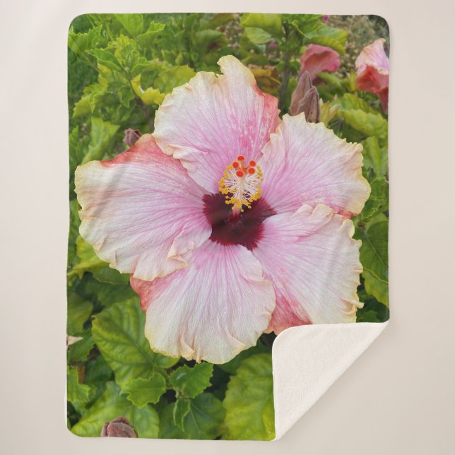 Sherpa Hibiscus - Couverture photo (Devant)