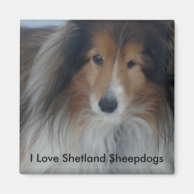 Shetland Sheepdog Magnet (Devant)