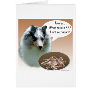 Shetland Sheepdog (merle) Turquie
