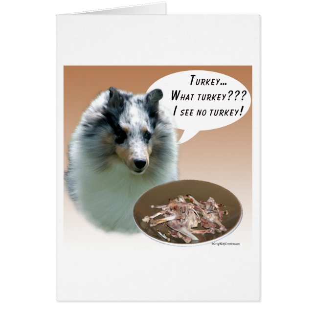 Shetland Sheepdog (merle) Turquie (Devant)