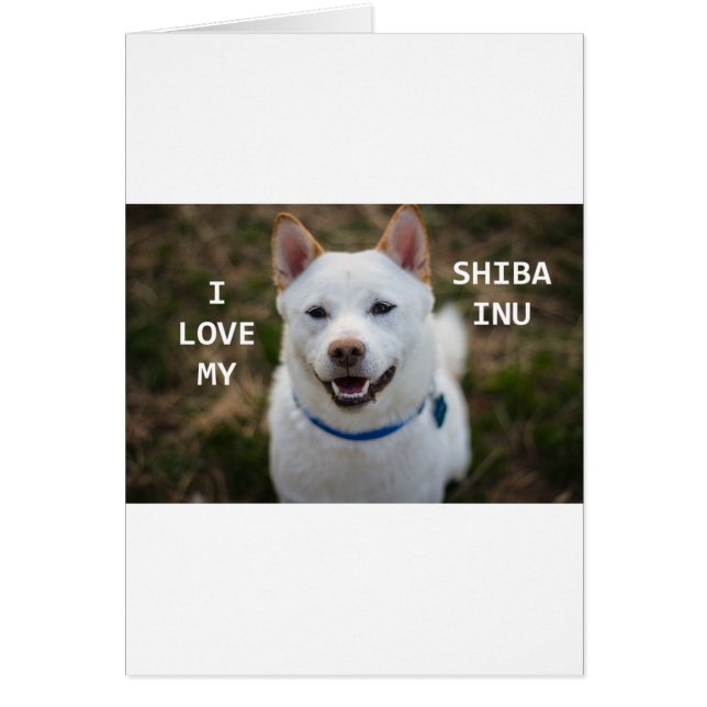 shiba-inu crème amour w pic (Devant)