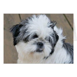 Shih pensif Tzu