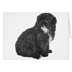 Shih Poo