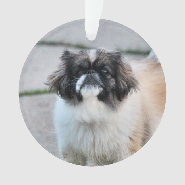 Shih Tzu (devant)