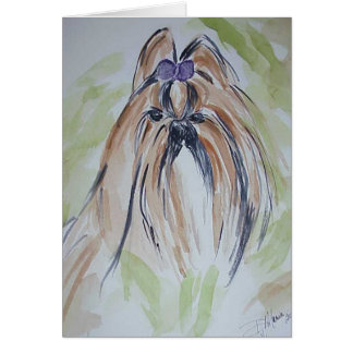 Shih Tzu