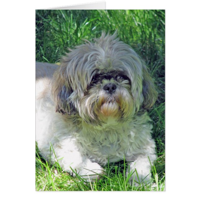 shih tzu (Devant)