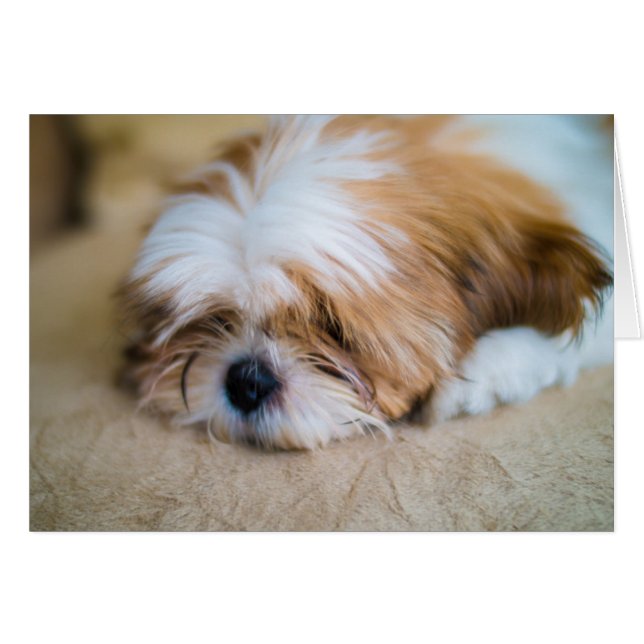 Shih Tzu (Devant horizontal)