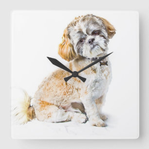 Shih Tzu Dog Horloge murale