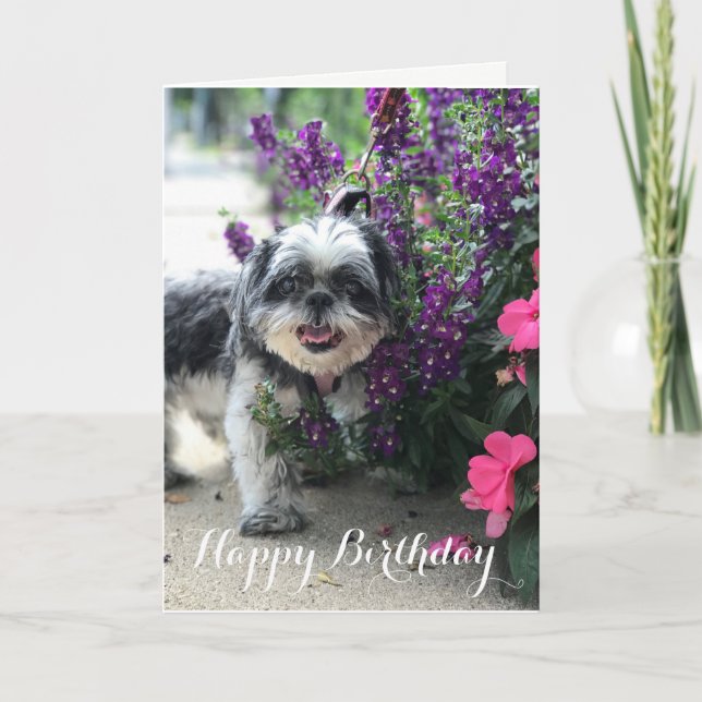 Shih Tzu Girl Carte de voeux d'anniversaire (Devant)