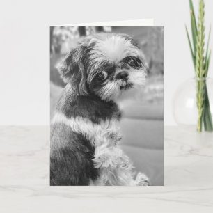 Shih Tzu Girl Carte de voeux noir et blanc