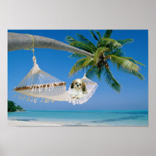 Shih Tzu Hanging Out Poster