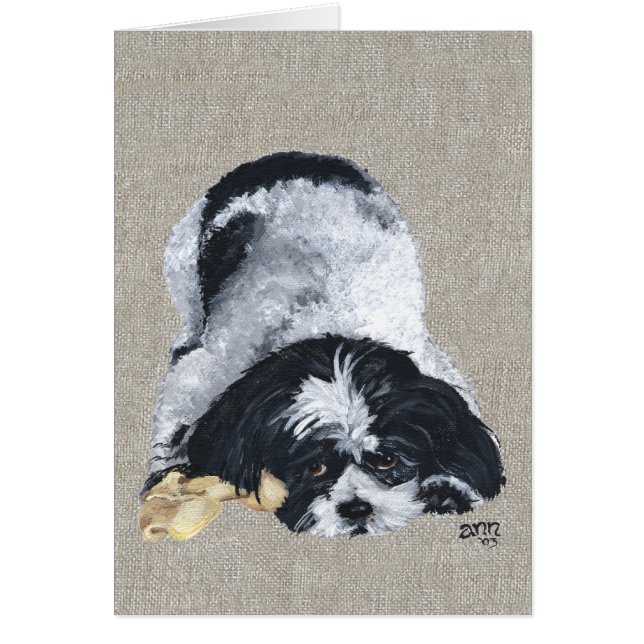 Shih Tzu joueur (Devant)