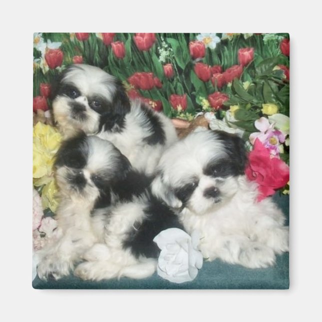 Shih Tzu Magnet (Devant)