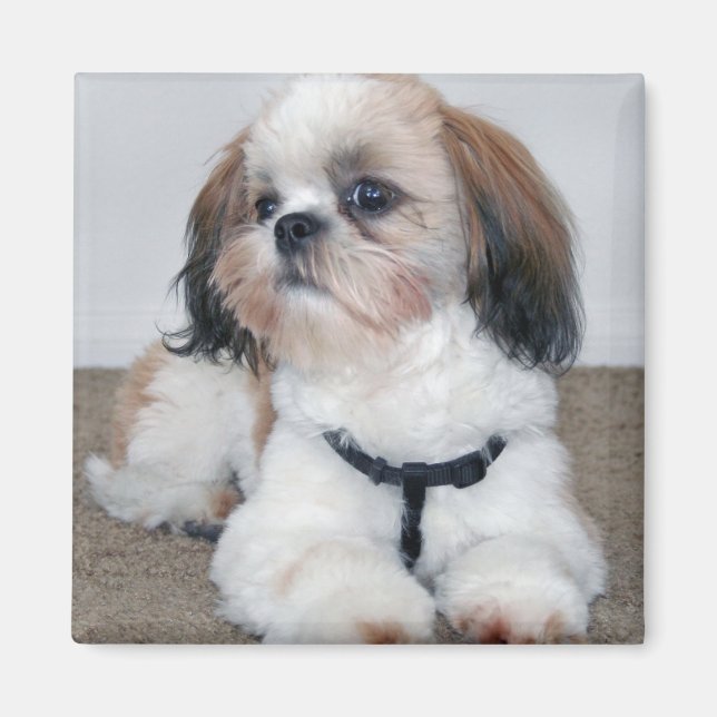 Shih Tzu Magnet (Devant)