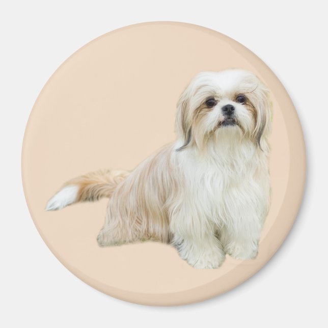 Shih Tzu Magnet (Devant)