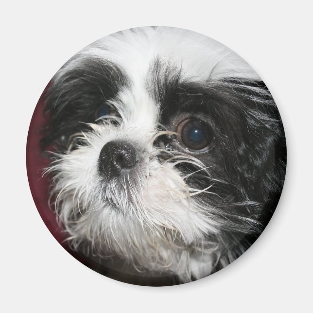 Shih Tzu Magnet (Devant)