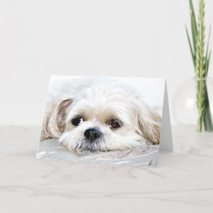 Shih Tzu manque ta carte