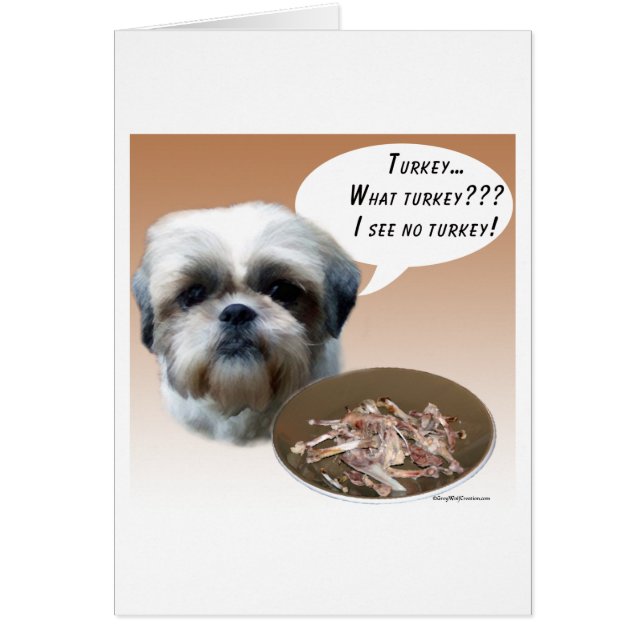 Shih Tzu (naturel) Turquie (Devant)