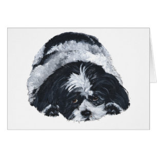 Shih Tzu Noir & Blanc