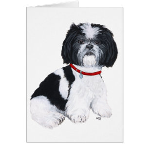 Shih Tzu noir et blanc