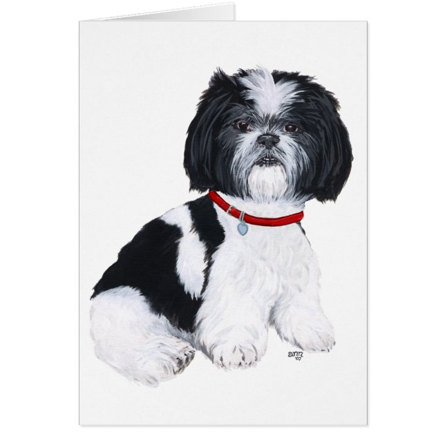 Shih Tzu noir et blanc (Devant)