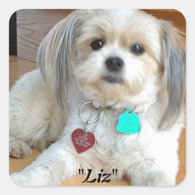 Shih Tzu nommé Sticker Liz (Devant)