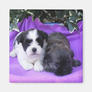 Shih Tzu Puppies Magnet