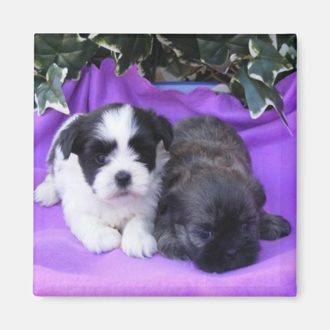 Shih Tzu Puppies Magnet (Devant)