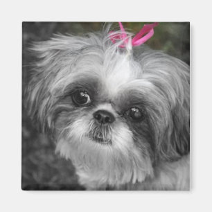 Shitzu Dog Carré Magnet