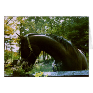 Shy Horse Photographie Art