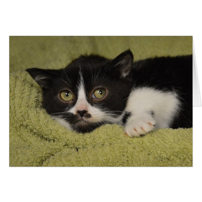 Shy Tuxedo Kitten (Devant horizontal)
