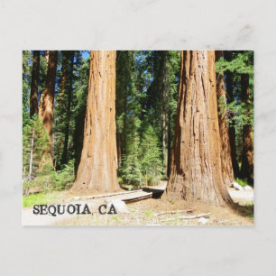 Si Belle Carte Postale Sequoia !