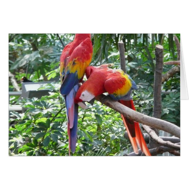 Si drôle - macaw (Devant horizontal)