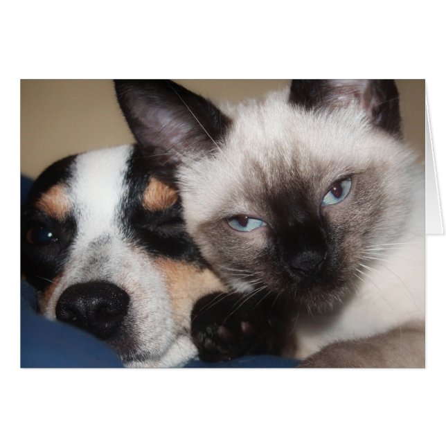 SIAMESE (Devant horizontal)